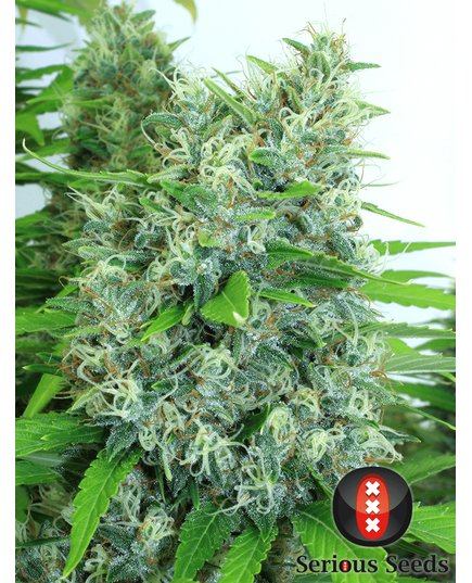 Product_Serious Seeds Kali Mist_Cannadusa_Marketplace_Buy