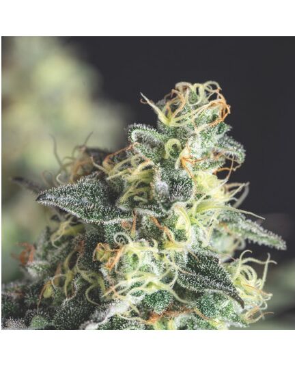 Lemon Larry OG - Heart Notes - Pyramid Seeds