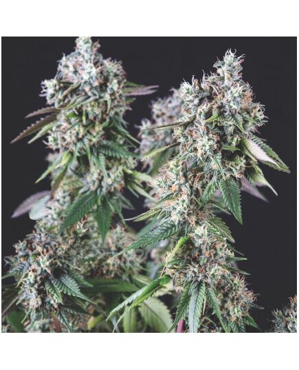 Mendocino Purple Kush - Heart Notes - Pyramid Seeds