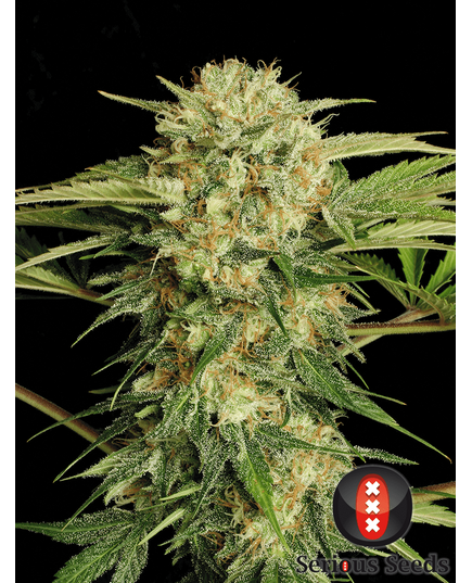 Product_Serious Seeds Motavation_Cannadusa_Marketplace_Buy