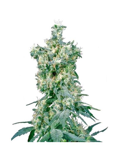 Produkt_Sensi Seeds American Dream 10 Stk regular__Cannadusa_Marktplatz_Kaufen