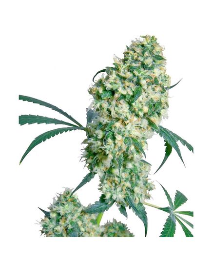 Product_Sensi Seeds Ed Rosenthal Super Bud_Cannadusa_Marketplace_Buy