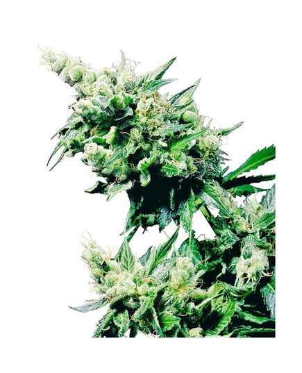 Produkt_Sensi Seeds Hash Plant__Cannadusa_Marktplatz_Kaufen