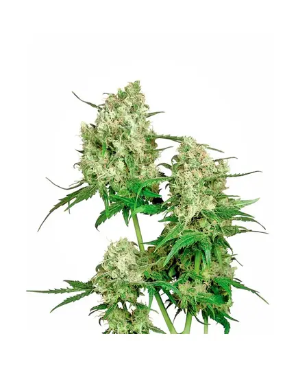 Produkt_Sensi Seeds Maple Leaf Indica regulär__Cannadusa_Marktplatz_Kaufen