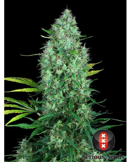 Product_Serious Seeds Serious 6_Cannadusa_Marketplace_Buy