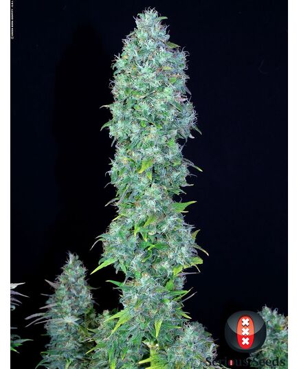 Product_Serious Seeds Serious Happiness_Cannadusa_Marketplace_Buy