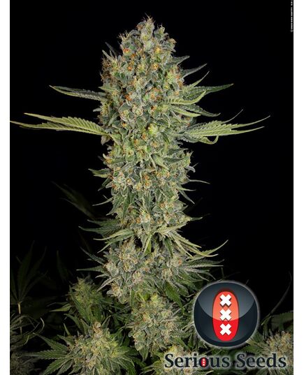 Produkt_Serious Seeds Serious Kush__Cannadusa_Marktplatz_Kaufen