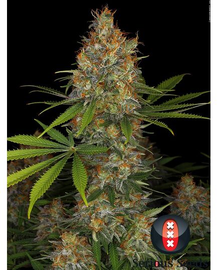 Produkt_Serious Seeds Strawberry AK__Cannadusa_Marktplatz_Kaufen