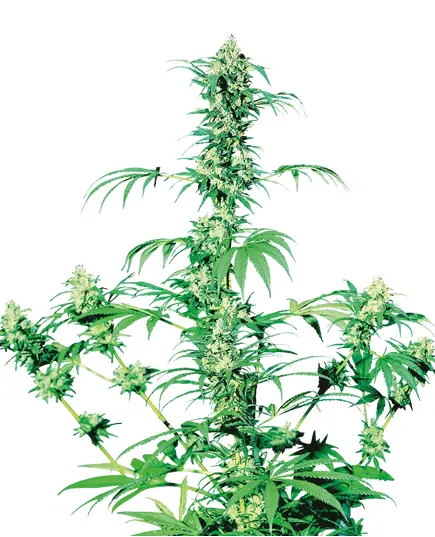 Product_Sensi Seeds Early Girl regulär_Cannadusa_Marketplace_Buy