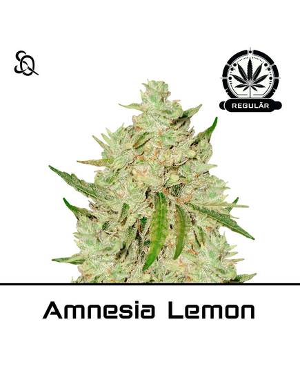 Product_Amnesia Lemon Regulär_Cannadusa_Marketplace_Buy