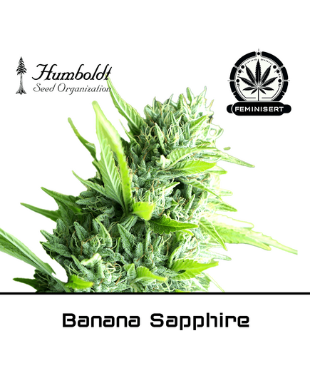 Product_Banana Sapphire - Humboldt Seeds_Cannadusa_Marketplace_Buy