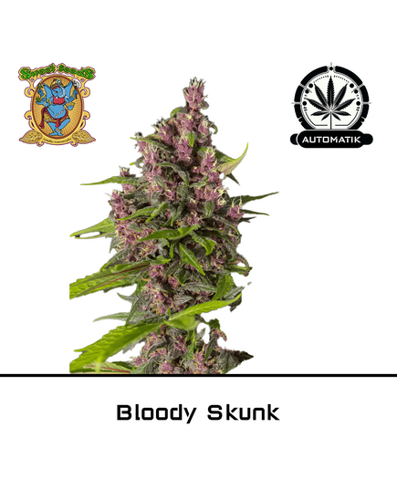 Produkt_Auto Bloody Skunk – Sweet Seeds__Cannadusa_Marktplatz_Kaufen