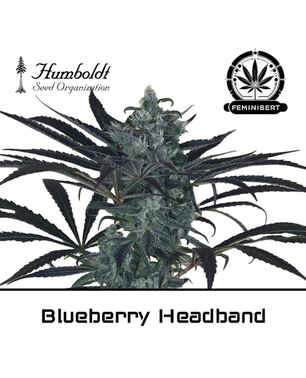 Product_Blueberry Headband - Humboldt Seeds_Cannadusa_Marketplace_Buy