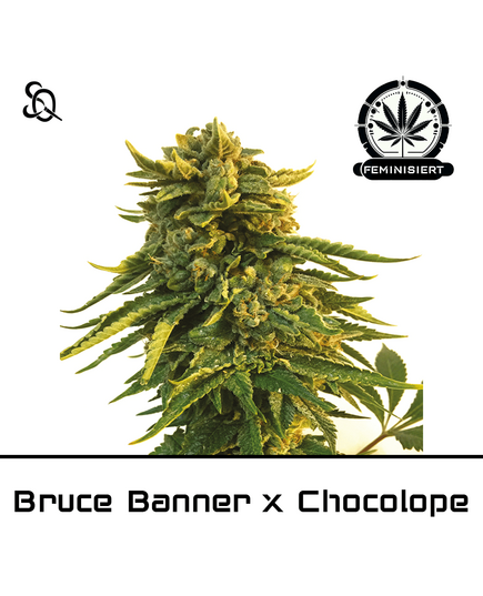 Product_Bruce Banner X Chocolope_Cannadusa_Marketplace_Buy