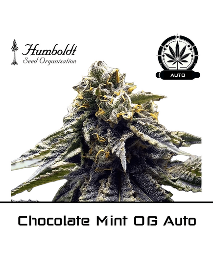 Product_Chocolate Mint OG Auto - Humboldt Seeds_Cannadusa_Marketplace_Buy