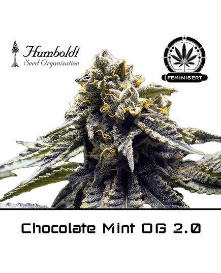 Produkt_Chocolate Mint OG 2.0 - Humboldt Seeds__Cannadusa_Marktplatz_Kaufen