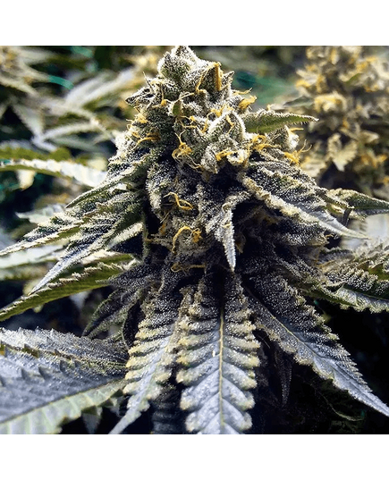 Product_Chocolate Mint OG Auto - Humboldt Seeds, 2 image_Cannadusa_Marketplace_Buy