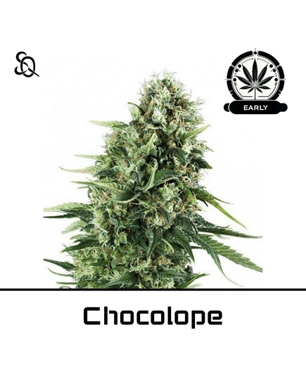 Produkt_Chocolope Early Version__Cannadusa_Marktplatz_Kaufen