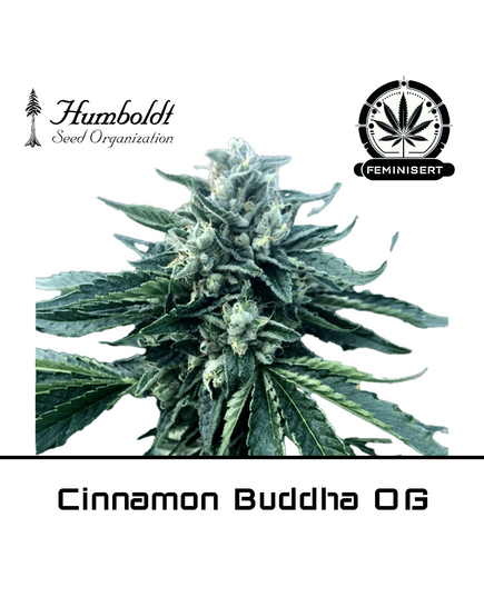 Produkt_Cinnamon Buddha OG - Humboldt Seeds__Cannadusa_Marktplatz_Kaufen