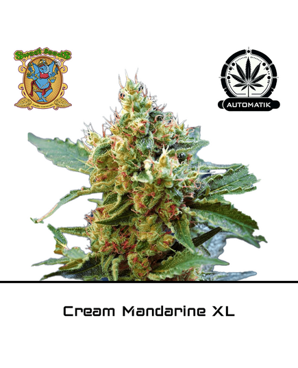 Produkt_Auto Cream Mandarine XL - Sweet Seeds__Cannadusa_Marktplatz_Kaufen