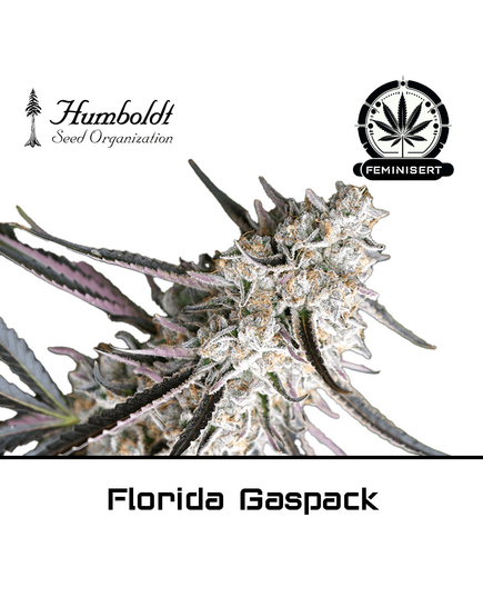 Product_Florida Gaspack - Humboldt Seeds_Cannadusa_Marketplace_Buy