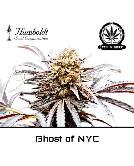 Product_Ghost of NYC - Humboldt Seeds_Cannadusa_Marketplace_Buy