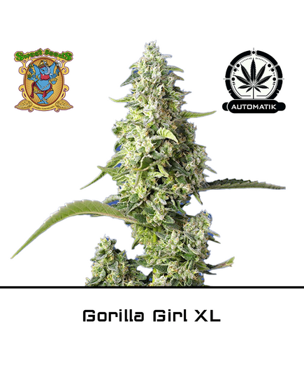 Produkt_Auto Gorilla Girl XL – Sweet Seeds__Cannadusa_Marktplatz_Kaufen