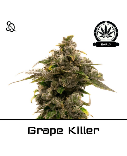 Produkt_Grape Killer Early Version__Cannadusa_Marktplatz_Kaufen