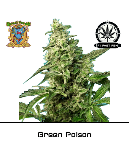 Produkt_Green Poison F1 Fast – Sweet Seeds__Cannadusa_Marktplatz_Kaufen