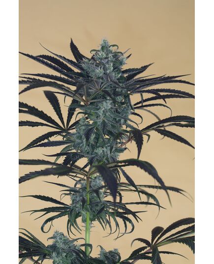Produkt_Blueberry Headband - Humboldt Seeds_, 3 image_Cannadusa_Marktplatz_Kaufen
