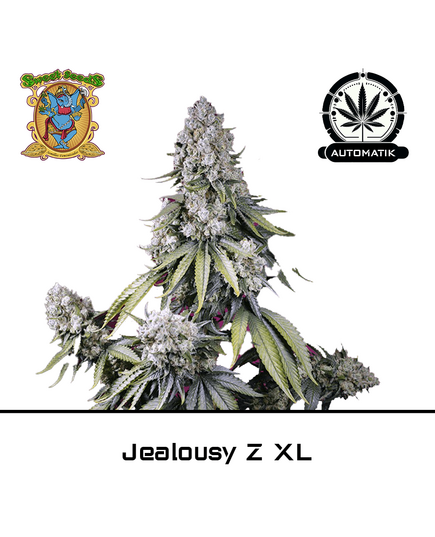 Product_Auto Jealousy Z XL – Sweet Seeds_Cannadusa_Marketplace_Buy