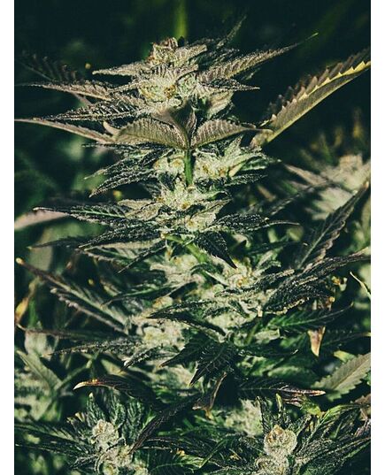 Produkt_The Cali Connection Jupiter OG Kush__Cannadusa_Marktplatz_Kaufen