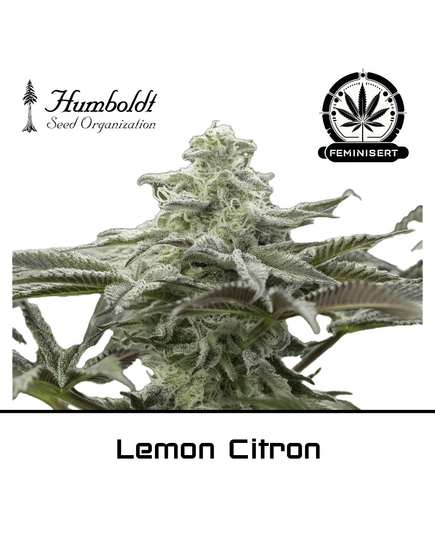 Product_Lemon Citron - Humboldt Seeds_Cannadusa_Marketplace_Buy