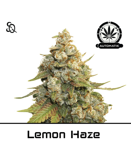 Produkt_Automatik Lemon Haze__Cannadusa_Marktplatz_Kaufen