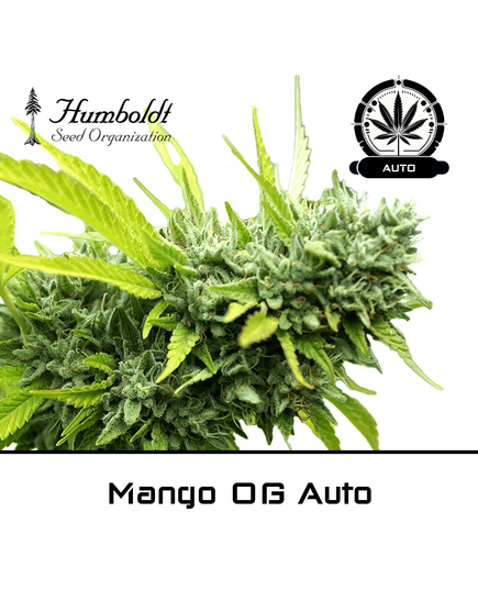 Product_Mango OG Auto - Humboldt Seeds_Cannadusa_Marketplace_Buy