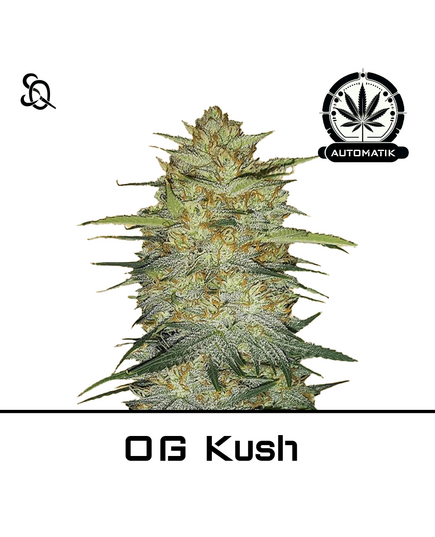 Produkt_Automatik OG Kush__Cannadusa_Marktplatz_Kaufen