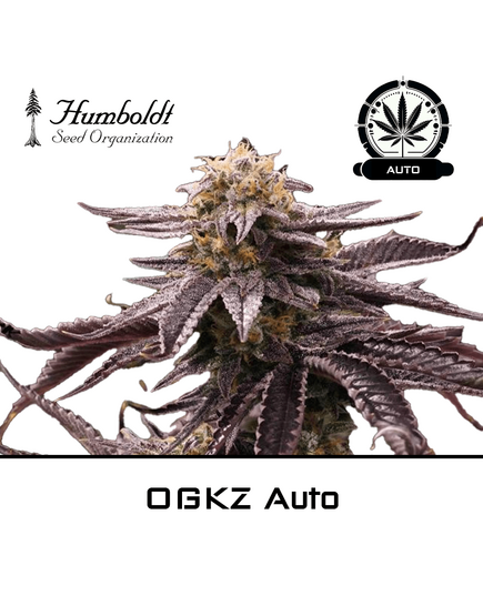 Product_OGKZ Auto - Humboldt Seeds_Cannadusa_Marketplace_Buy