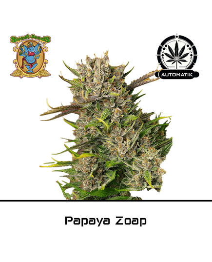 Product_Auto Papaya Zoap - Sweet Seeds_Cannadusa_Marketplace_Buy