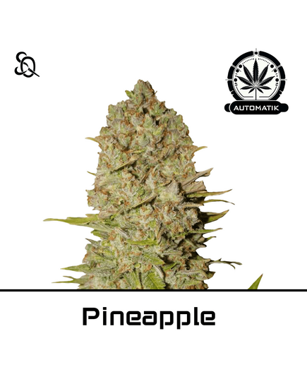 Produkt_Automatik Pineapple__Cannadusa_Marktplatz_Kaufen