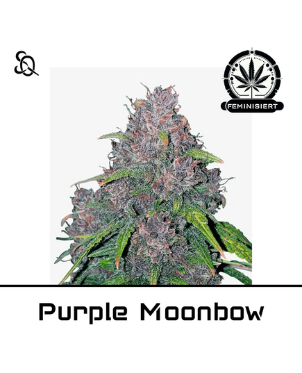 Product_Purple Moonbow_Cannadusa_Marketplace_Buy