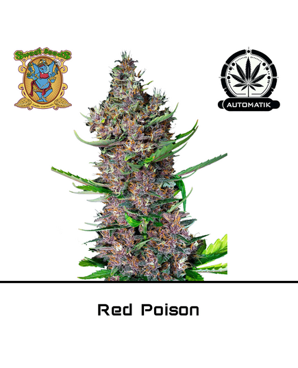 Produkt_Auto Red Poison – Sweet Seeds__Cannadusa_Marktplatz_Kaufen