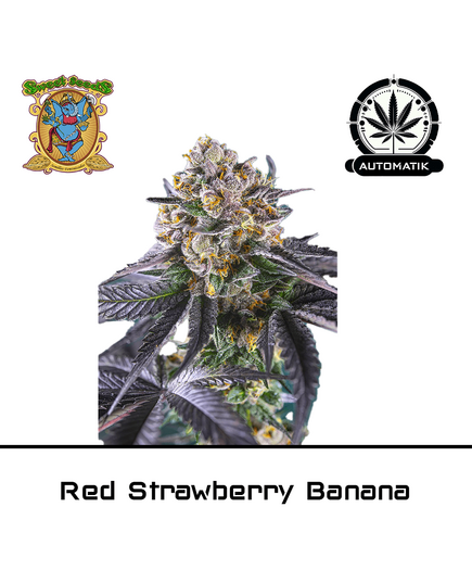 Product_Auto Red Strawberry Banana – Sweet Seeds_Cannadusa_Marketplace_Buy