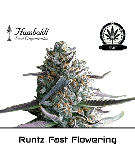 Product_Runtz Fast Flowering - Humboldt Seeds_Cannadusa_Marketplace_Buy