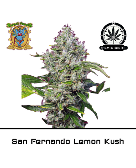 Produkt_San Fernando Lemon Kush – Sweet Seeds__Cannadusa_Marktplatz_Kaufen