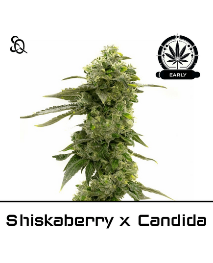 Produkt_Shiskaberry x Candida Early Version__Cannadusa_Marktplatz_Kaufen