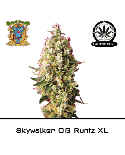 Product_Auto Skywalker OG Runtz XL – Sweet Seeds_Cannadusa_Marketplace_Buy