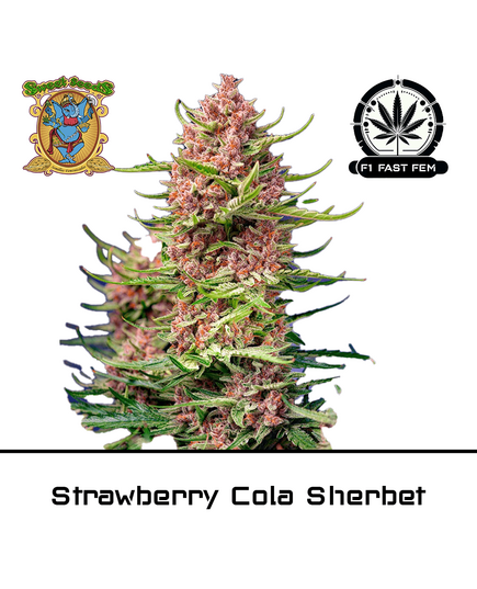 Produkt_Strawberry Cola Sherbet F1 Fast - Sweet Seeds__Cannadusa_Marktplatz_Kaufen