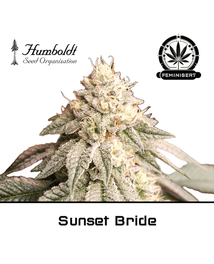 Product_Sunset Bride - Humboldt Seeds_Cannadusa_Marketplace_Buy