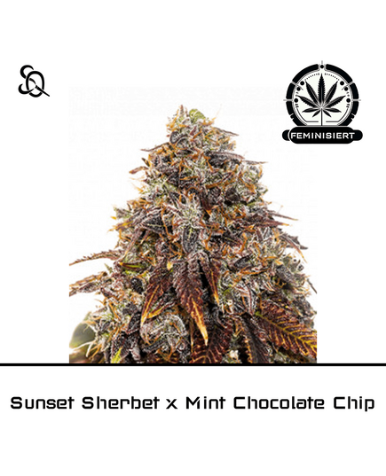 Produkt_Sunset Sherbet x Mint Chocolate Chip__Cannadusa_Marktplatz_Kaufen