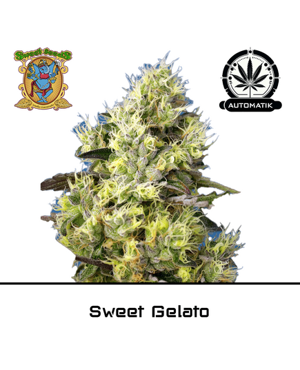 Produkt_Auto Sweet Gelato - Sweet Seeds__Cannadusa_Marktplatz_Kaufen